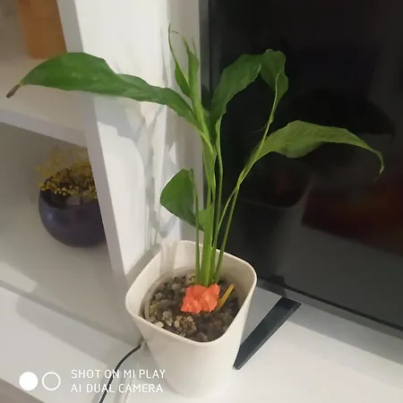 Apartment Ana